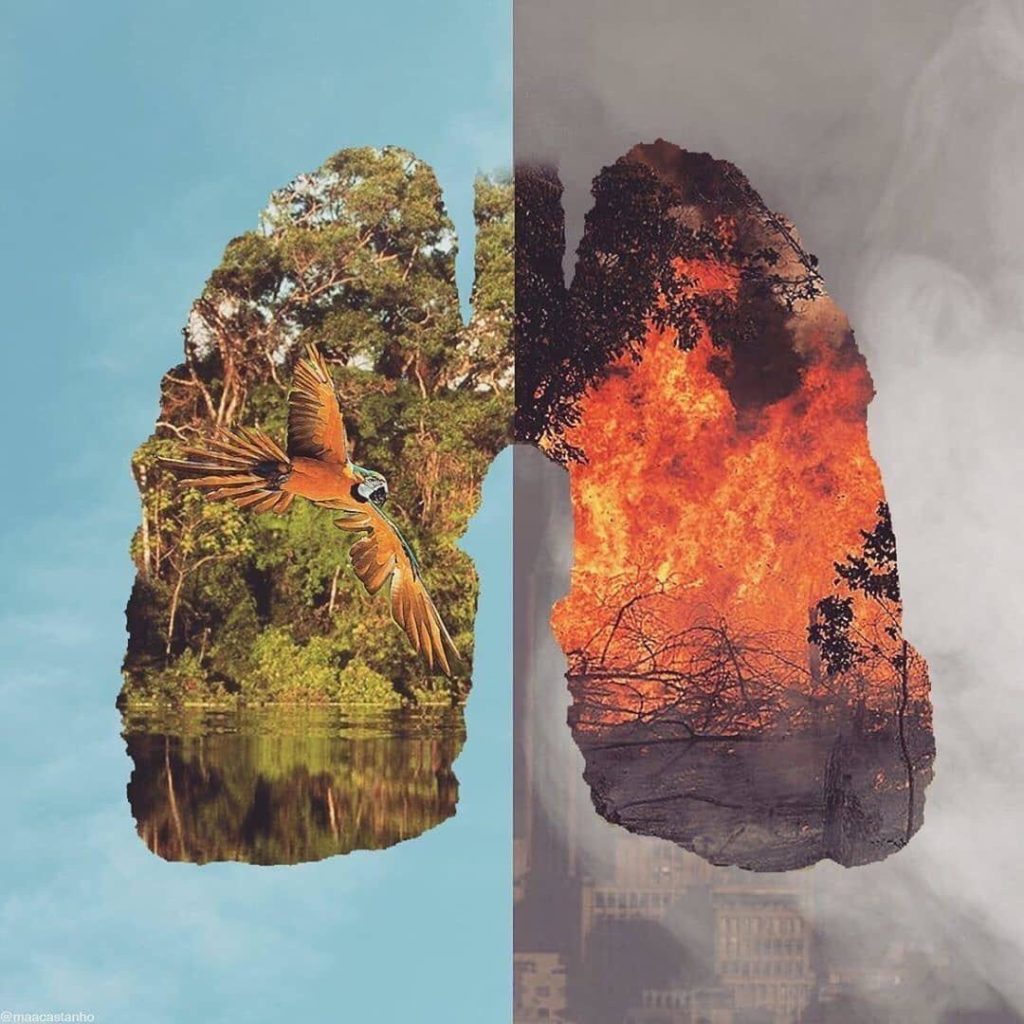 forêt environnement biologie science