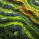 belles-plantes-dans-environnement-naturel